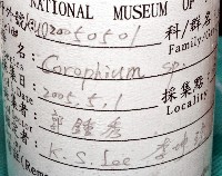 未知種蜾嬴蜚藏品圖，第12張