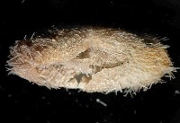 未知種汽海膽藏品圖，第2張