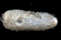 未知種汽海膽藏品圖，第3張