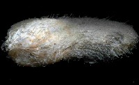 未知種汽海膽藏品圖，第4張
