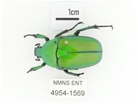 金艷騷金龜藏品圖，第1張