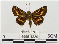 蓬萊黃斑弄蝶藏品圖，第1張