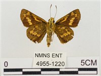 蓬萊黃斑弄蝶藏品圖，第2張