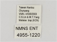 蓬萊黃斑弄蝶藏品圖，第3張