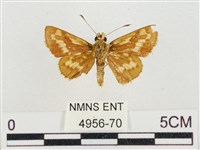 蓬萊黃斑弄蝶藏品圖，第2張