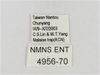 蓬萊黃斑弄蝶藏品圖，第3張