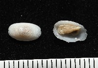 登錄號:004961-00119藏品圖，第1張