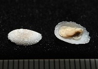 登錄號:004961-00119藏品圖，第2張