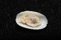 登錄號:004961-00119藏品圖，第3張