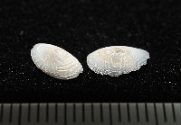 登錄號:004961-00119藏品圖，第4張