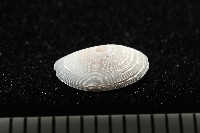登錄號:004961-00119藏品圖，第5張