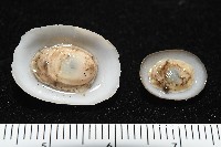 登錄號:004961-00120藏品圖，第1張