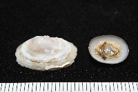 登錄號:004961-00120藏品圖，第2張