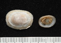 登錄號:004961-00120藏品圖，第3張