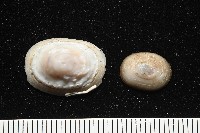 登錄號:004961-00120藏品圖，第4張