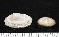 登錄號:004961-00120藏品圖，第5張