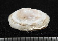 登錄號:004961-00120藏品圖，第7張