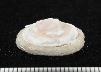 登錄號:004961-00120藏品圖，第8張
