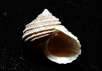 珍珠鐘螺藏品圖，第2張