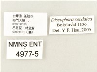 方環蝶藏品圖，第3張