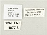 方環蝶藏品圖，第3張