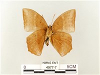 方環蝶藏品圖，第2張