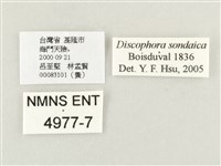 方環蝶藏品圖，第3張