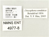 方環蝶藏品圖，第3張