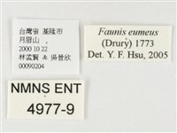 串珠環蝶藏品圖，第3張