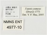 串珠環蝶藏品圖，第3張