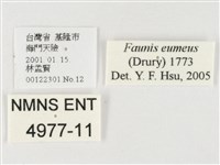 串珠環蝶藏品圖，第3張