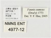 串珠環蝶藏品圖，第3張