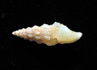 葉脈捲管螺藏品圖，第2張