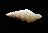 葉脈捲管螺藏品圖，第3張