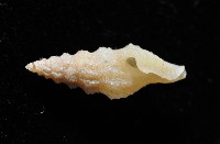 葉脈捲管螺藏品圖，第4張
