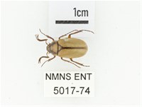 鞍馬山金背金龜藏品圖，第1張