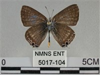 豆波灰蝶藏品圖，第1張