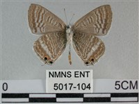 豆波灰蝶藏品圖，第2張