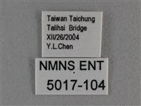 豆波灰蝶藏品圖，第3張