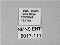 白粉蝶、紋白蝶藏品圖，第3張