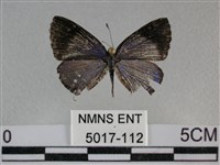 雅波灰蝶藏品圖，第1張