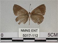 雅波灰蝶藏品圖，第2張