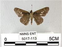 禾弄蝶藏品圖，第2張