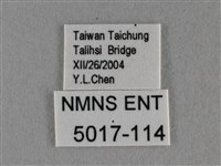 細灰蝶藏品圖，第3張