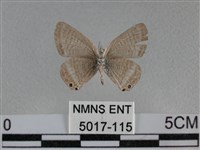 豆波灰蝶藏品圖，第2張