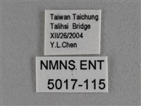 豆波灰蝶藏品圖，第3張