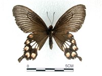 紅珠鳳蝶藏品圖，第1張