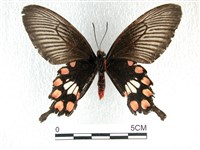 紅珠鳳蝶藏品圖，第2張