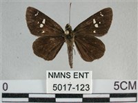 白斑弄蝶藏品圖，第1張