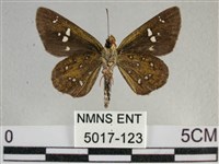 白斑弄蝶藏品圖，第2張